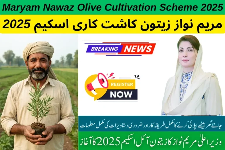 Maryam Nawaz Olive Cultivation Scheme 2025