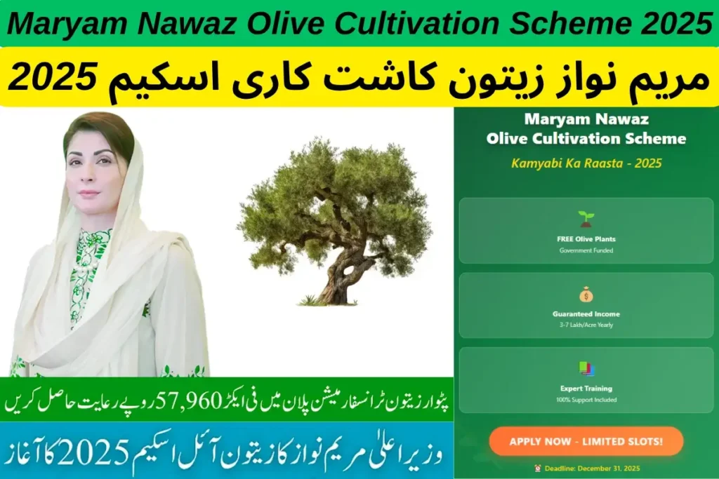 Maryam Nawaz Olive Cultivation Scheme 2025 Apply Now