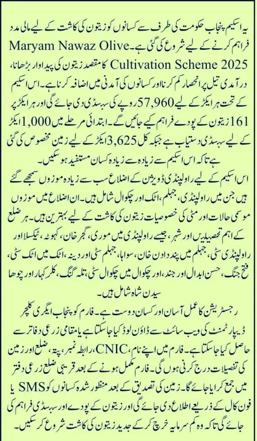 Maryam Nawaz Olive Cultivation Scheme 2025 Eligibility Criteria